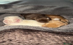 French Lop rabbits for sale: French Lop Bunnies - Image 2