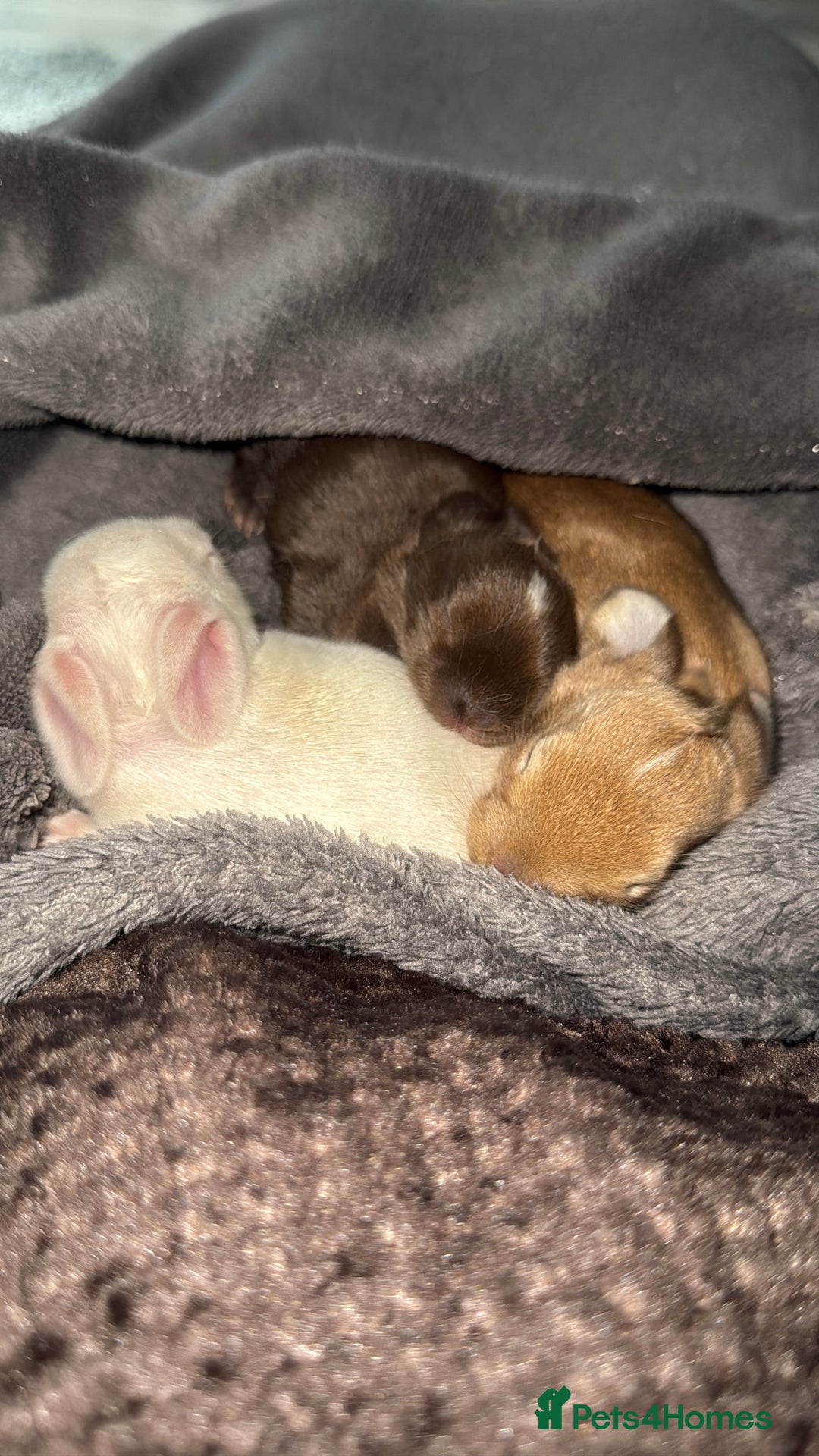 French Lop rabbits for sale: French Lop Bunnies - Image 2