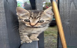 Domestic Shorthair cats for sale: Beautiful black & white Felix boy - Image 24