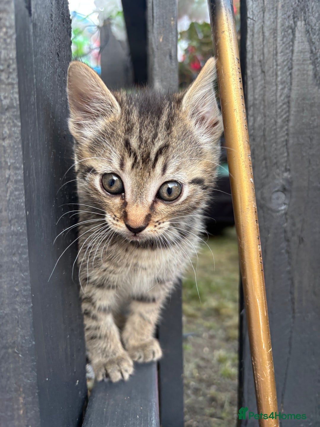 Domestic Shorthair cats for sale: Beautiful black & white Felix boy - Image 24