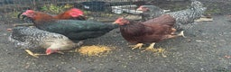 Chickens poultry for sale: X4 Egg laying hens - Advert 6