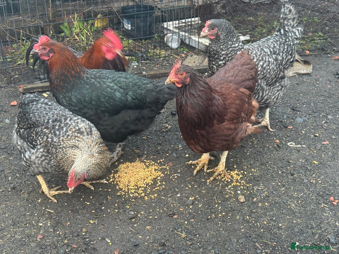 Chickens poultry for sale: X4 Egg laying hens - Advert 6