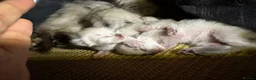 Ragdoll cats for sale: 6th Generation* Purebreed Pedigree Ragdoll Kittens - Advert 6