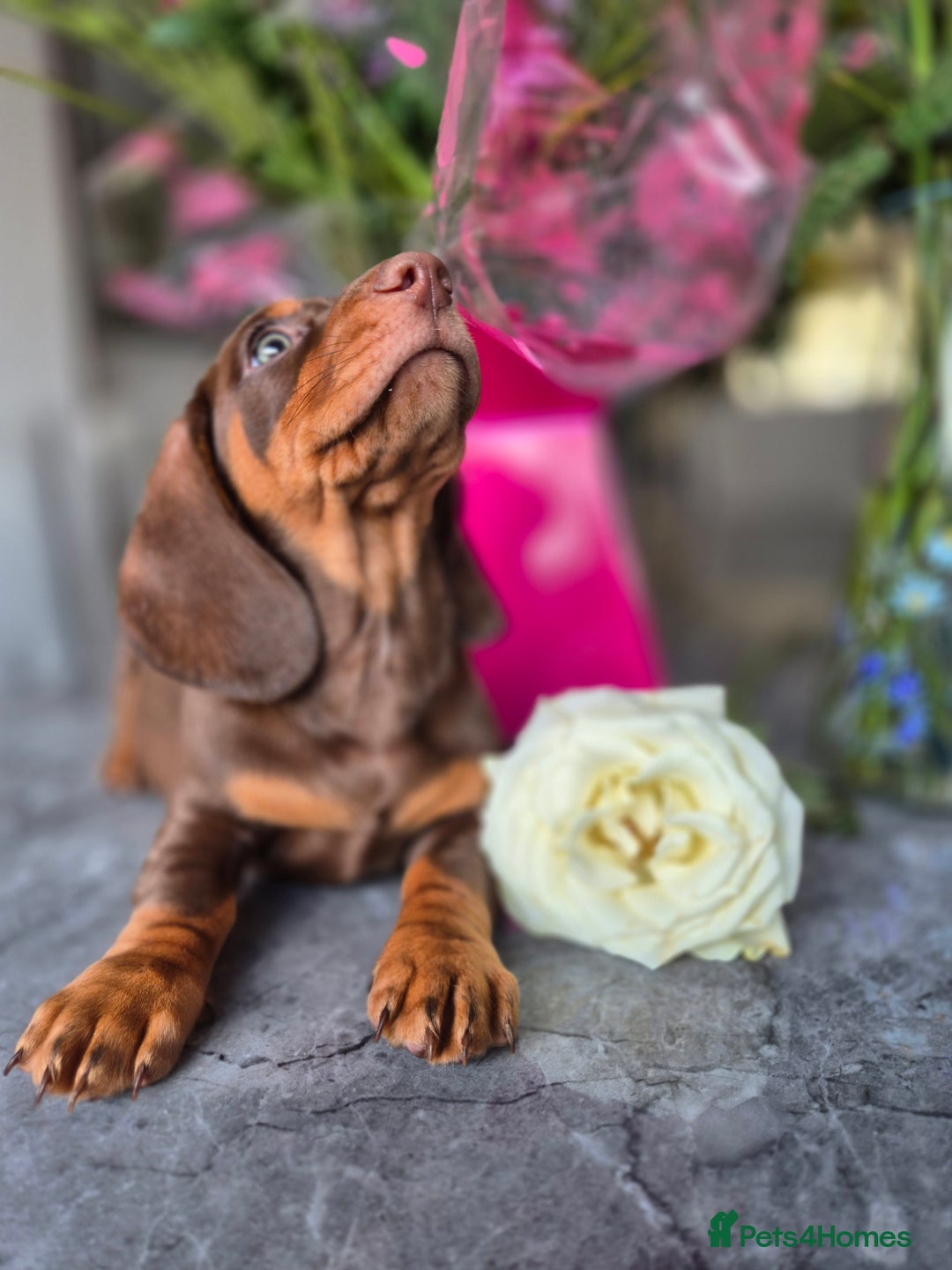 Dachshund dogs for sale: READY TO LEAVE Miniature dachshund puppies PRA CLR - Image 20