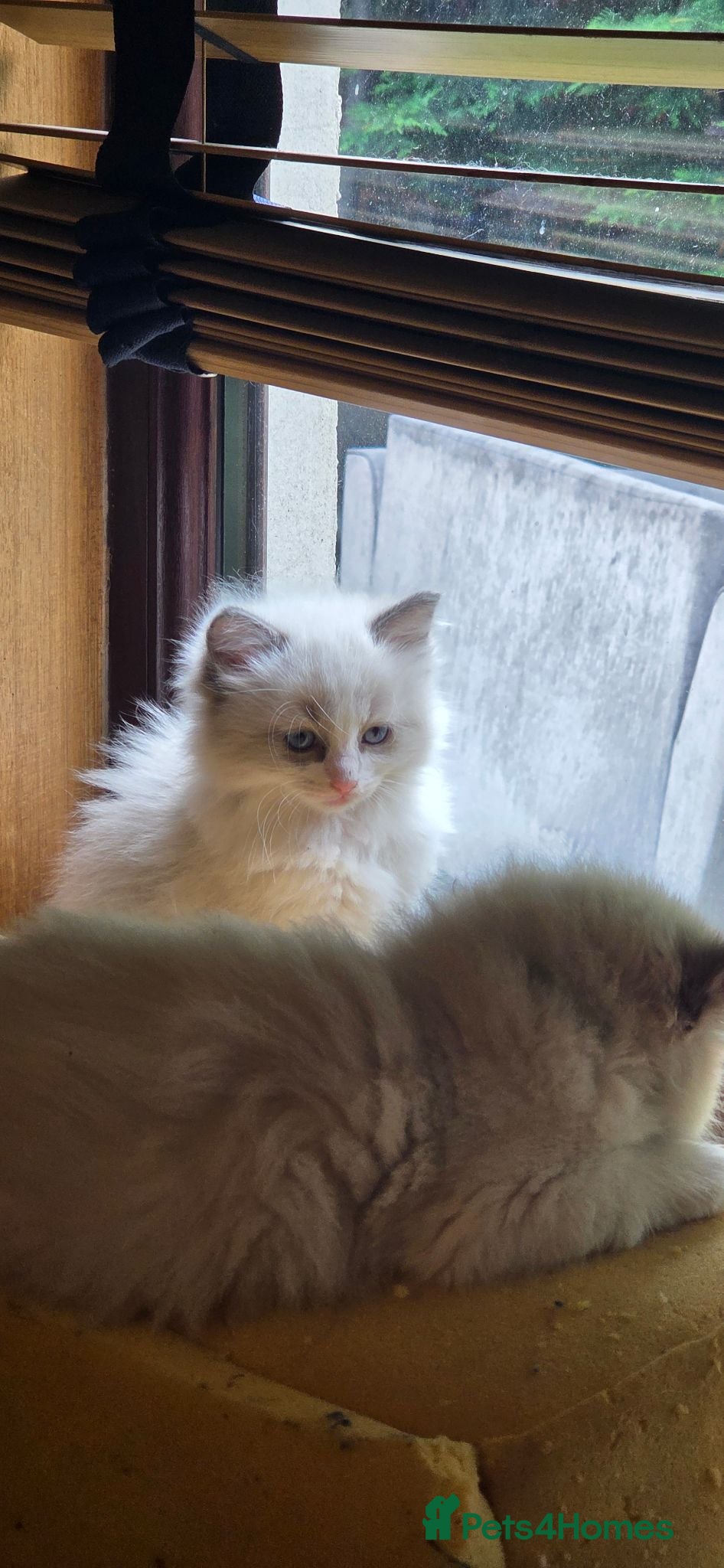 Ragdoll cats Beautiful Playful Ragdoll Kittens  - Advert 3