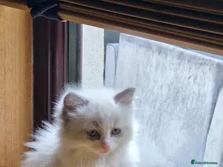 Ragdoll cats Beautiful Playful Ragdoll Kittens - Advert 3