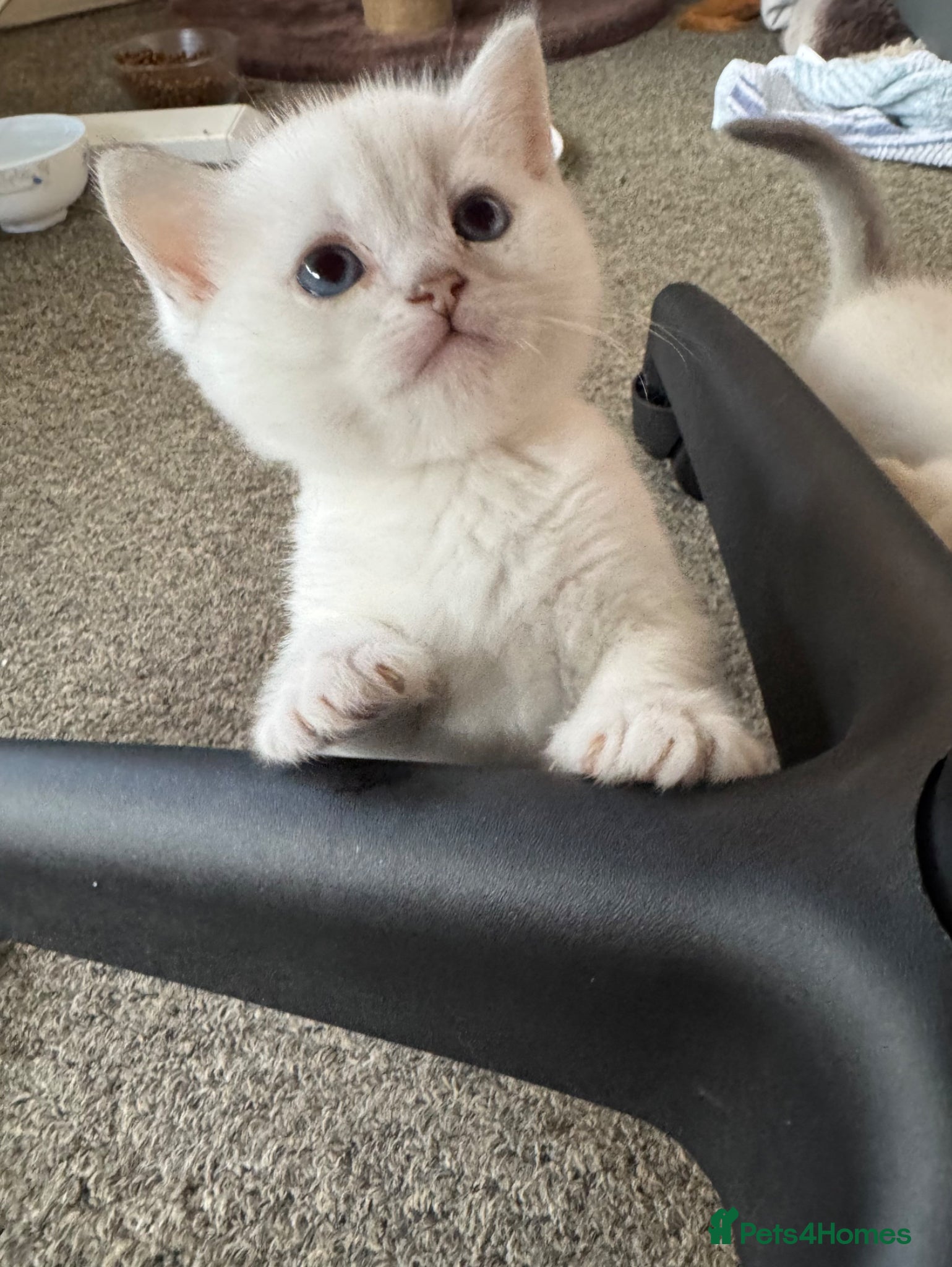 British Shorthair cats for sale: Beautiful BSH Silver shaded TICA kittens - Advert 3