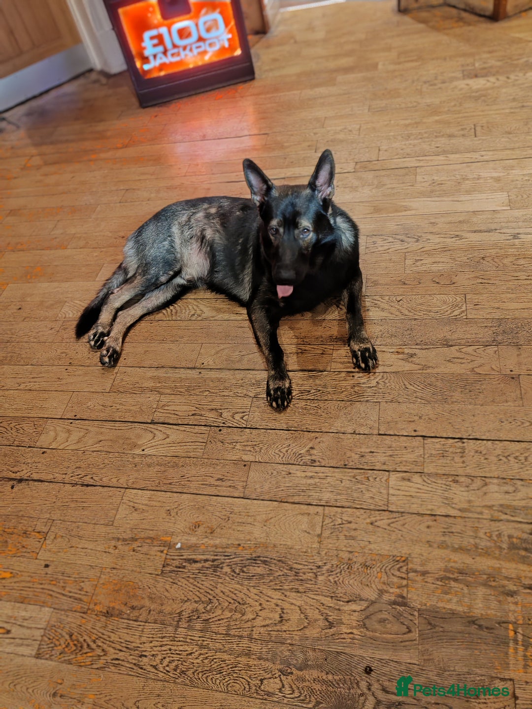 German Shepherd dogs for stud: KENSESQUI SIMBA (Simba) - Image 7