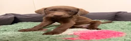 Labrador Retriever dogs for sale: 2 LEFT READY SOON KC CHOCOLATE LABRADOR PUPPIES - Advert 6