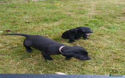 Labrador Retriever dogs for sale: Gorgeous Labrador puppies for sale  - Image 12
