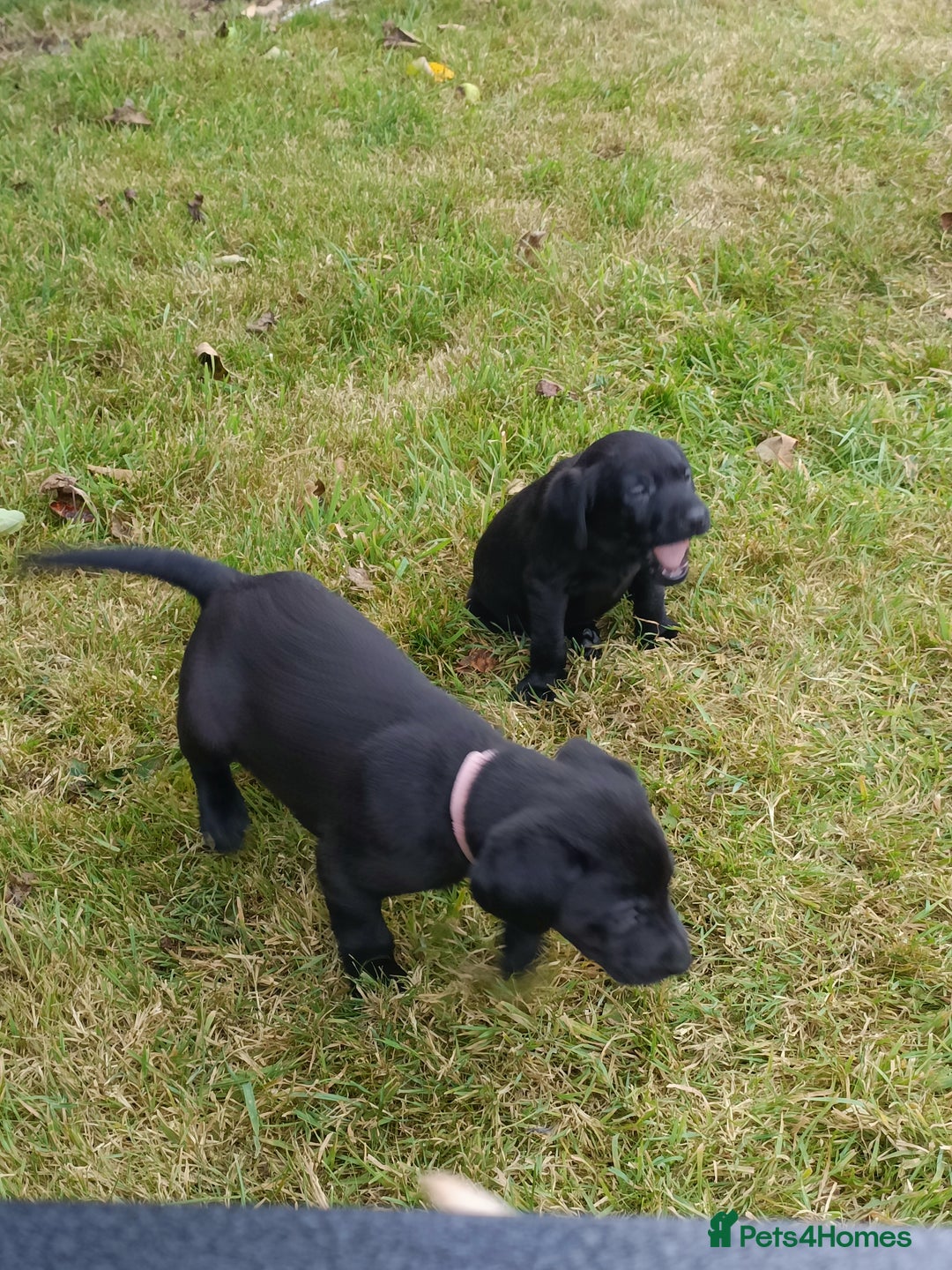 Labrador Retriever dogs for sale: Gorgeous Labrador puppies for sale  - Image 12