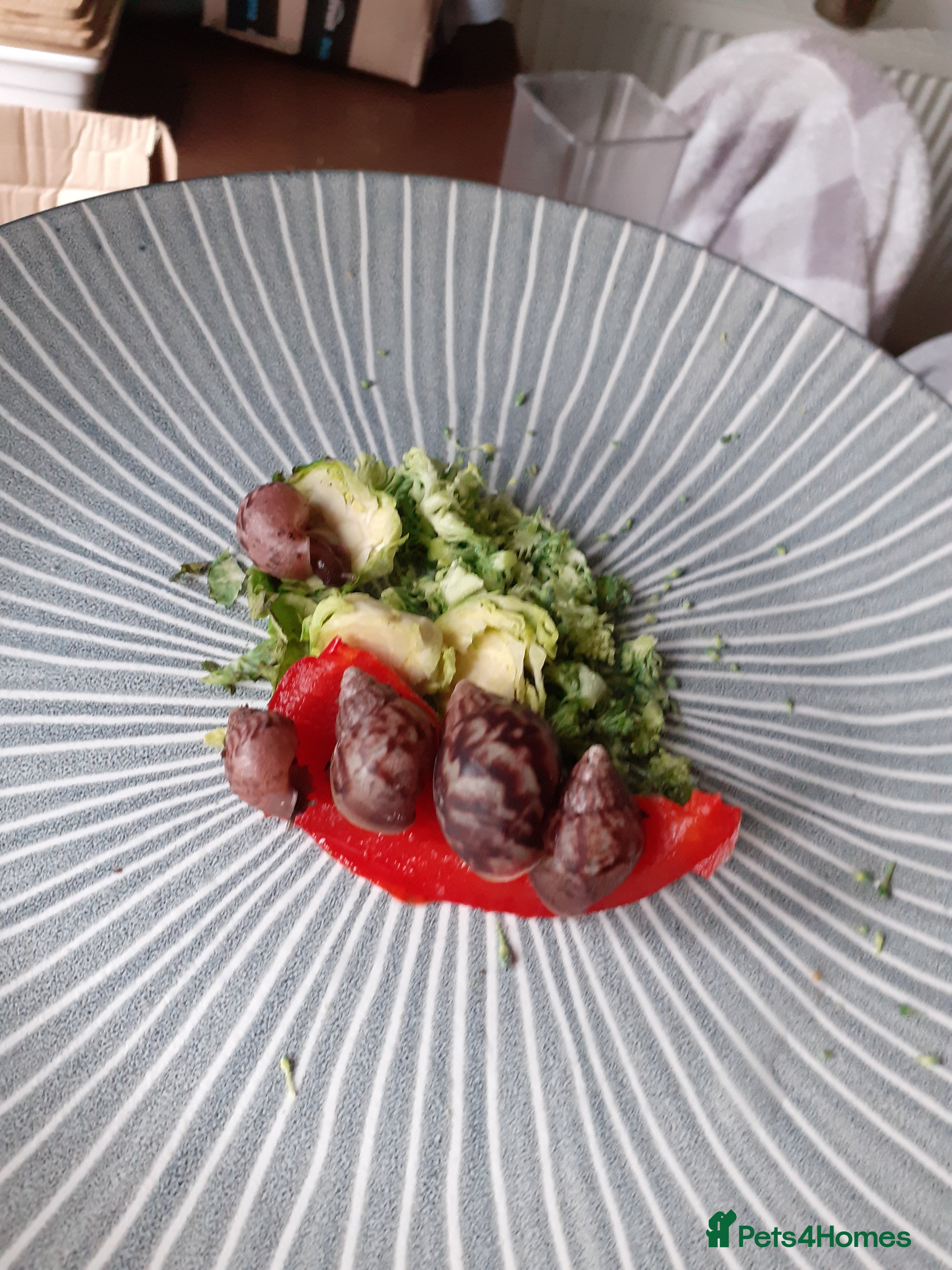 Snails invertebrates 🐌 Baby African Giant Land Snails for Sale 🐌 - Advert 8