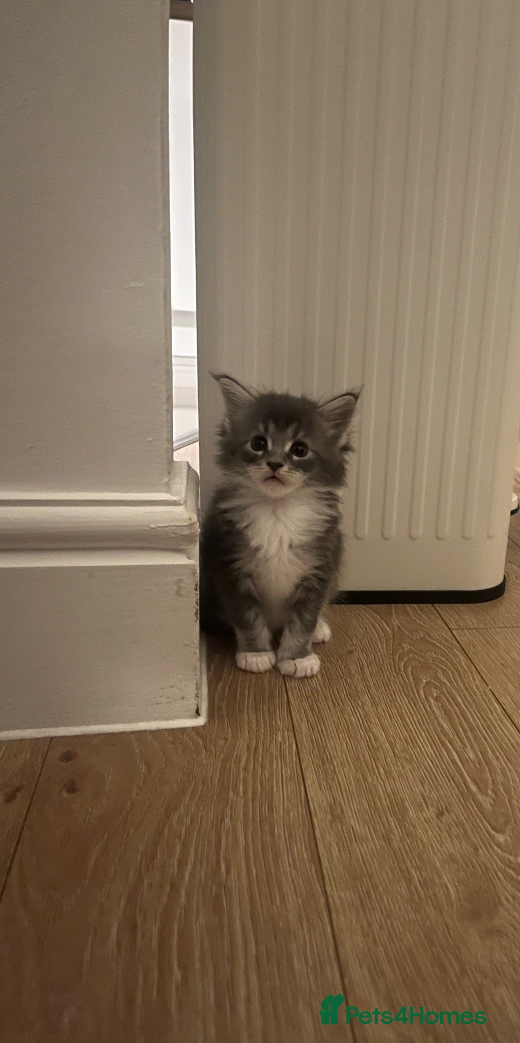 Maine Coon cats Maine coon kittens GCCF registered - Advert 6