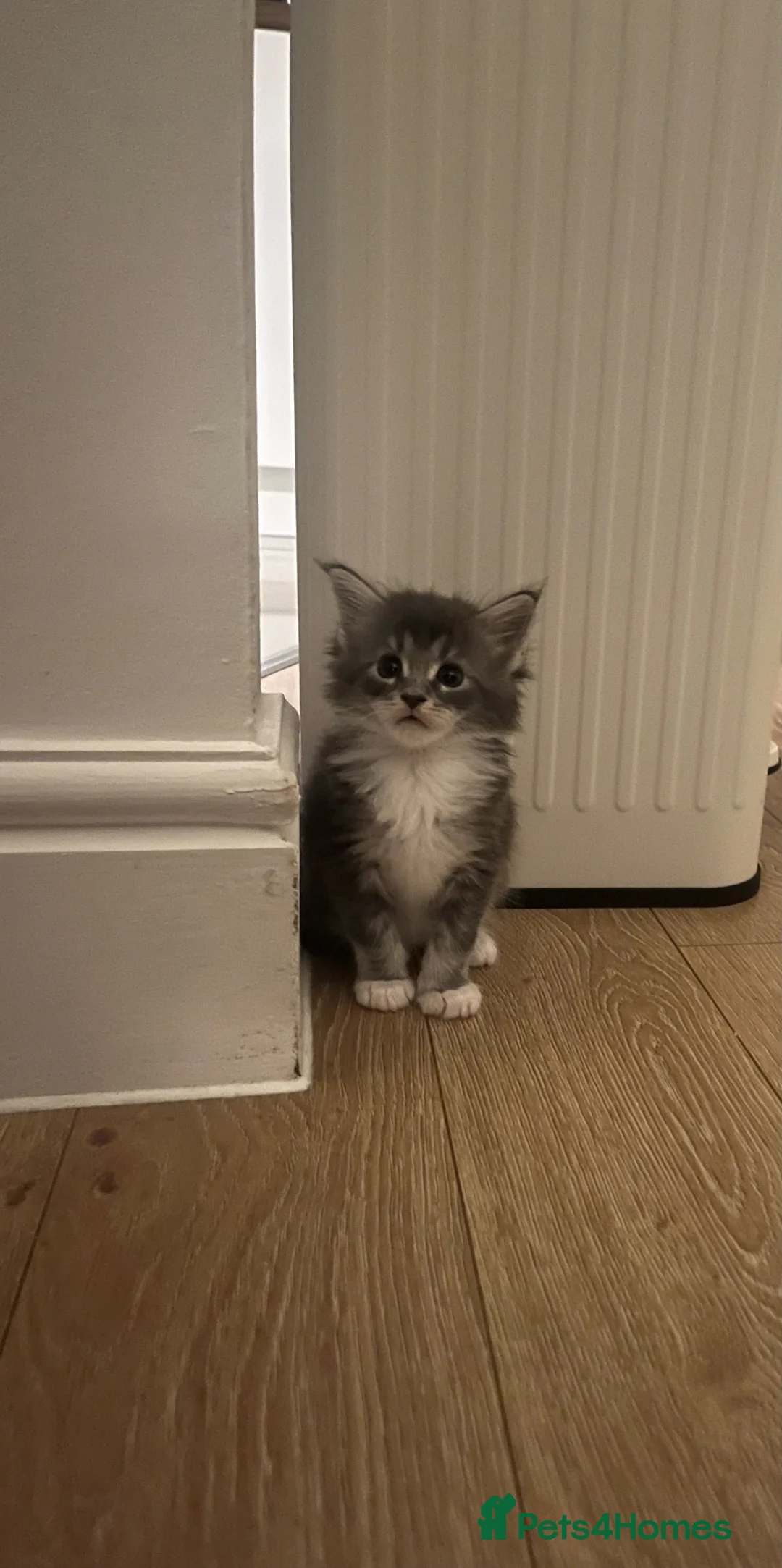 Maine Coon cats for sale: Maine coon kittens GCCF registered - Advert 2