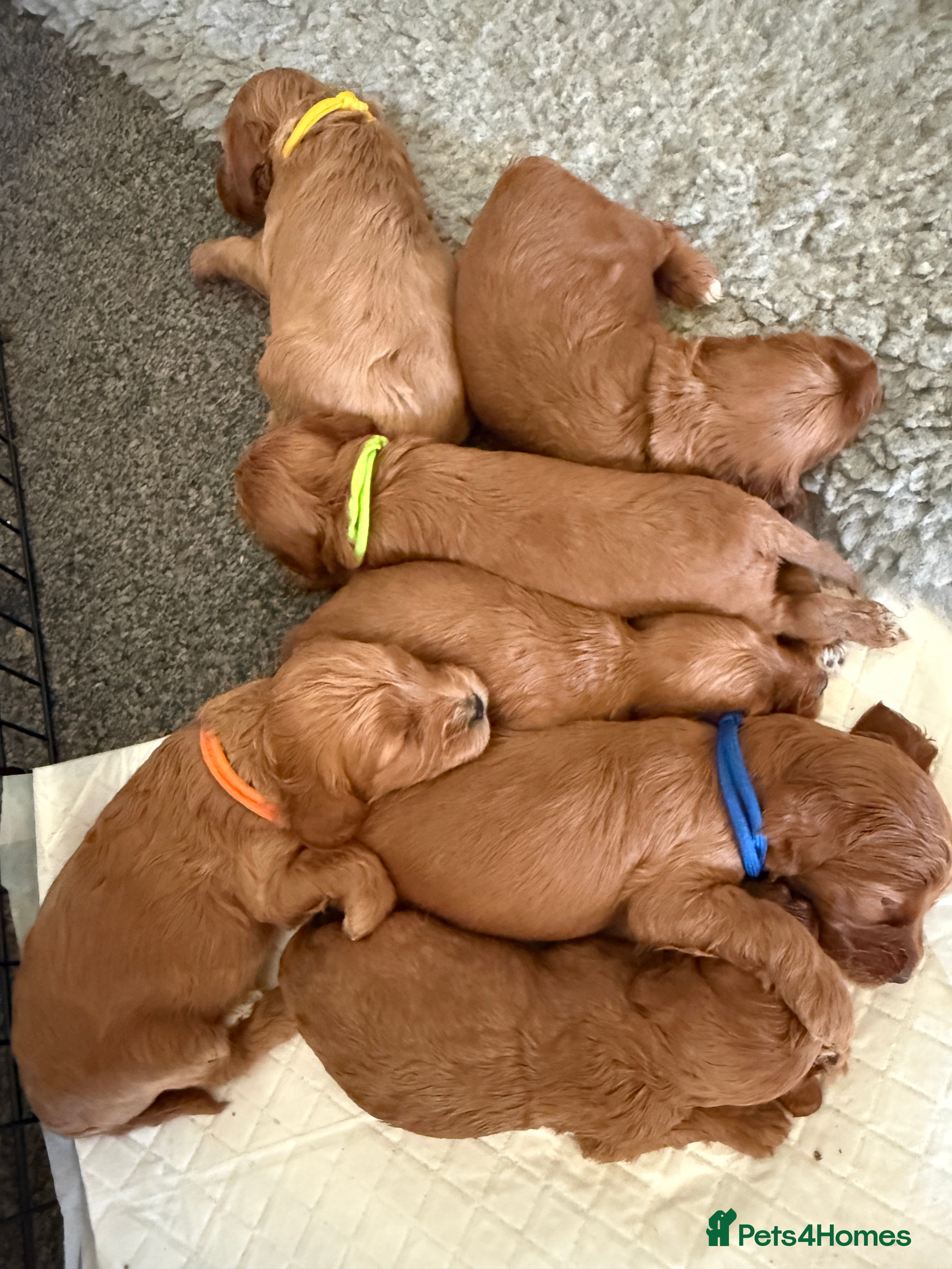 Cockapoo dogs Cockapoo F1 - Advert 5