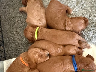 Cockapoo dogs Cockapoo F1 - Advert 5