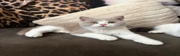 British Shorthair cats for sale: British shorthair kittens  - Advert 10