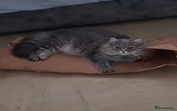 British Longhair cats for sale: Spayed British Longhair Female Adult - Image 16