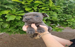 Staffordshire Bull Terrier dogs for sale: Blue Staffordshire puppies - Image 8