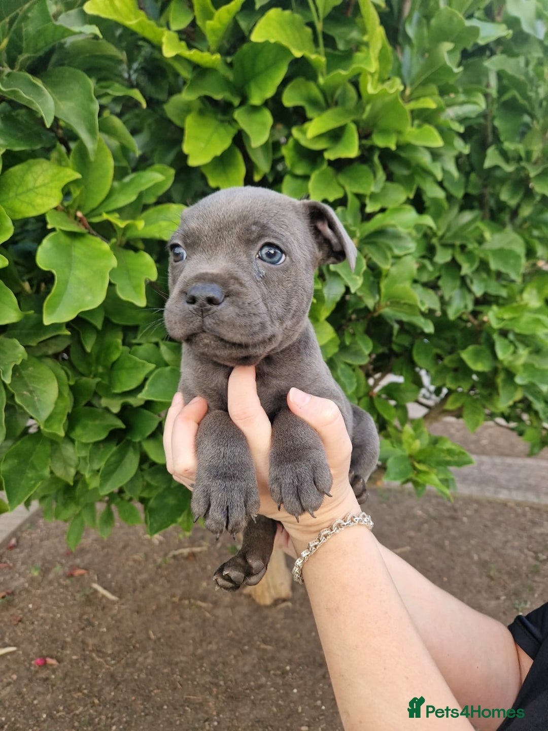 Staffordshire Bull Terrier dogs for sale: Blue Staffordshire puppies - Image 8