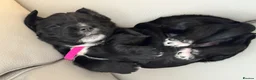 Cocker Spaniel dogs for sale: Cocker Spaniel Pups in Newtownards - Advert 3
