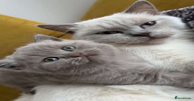 Scottish Fold cats - Advert 9