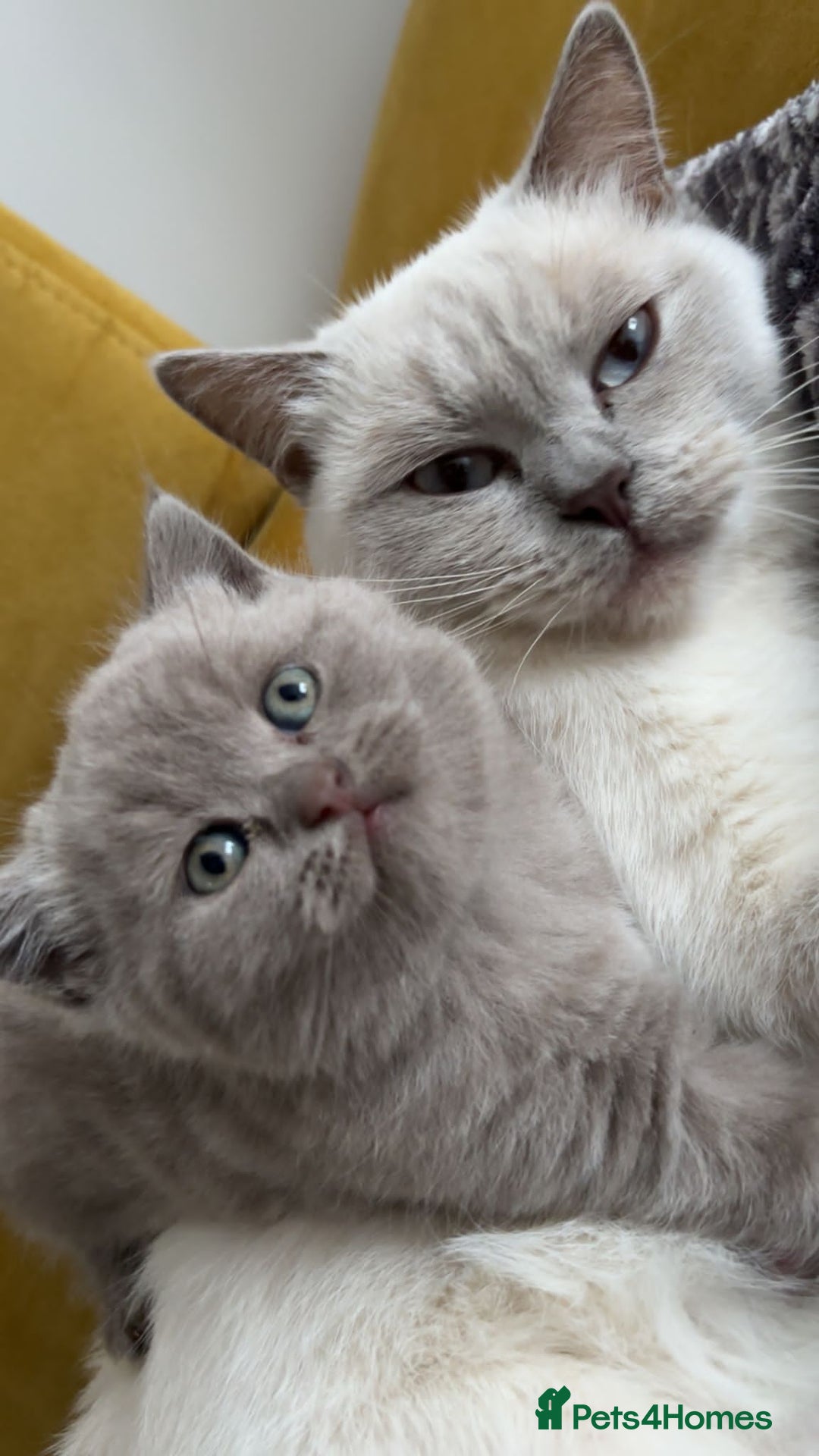 Scottish Fold cats for sale: SF 2 males available  - Image 2