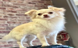 Chihuahua dogs for stud: FOR STUD Little chihuahua looking for girlfriend  - Image 2