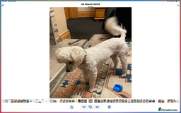 Cockapoo dogs for sale: Toy Cockapoo F1 - Image 9