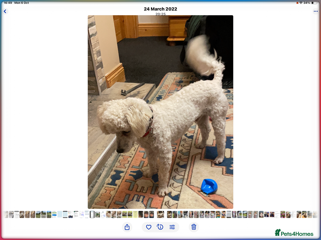 Cockapoo dogs for sale: Toy Cockapoo F1 - Image 9