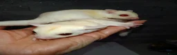 Sugar Glider rodents for sale: Stunning sugar gliders  - Advert 18
