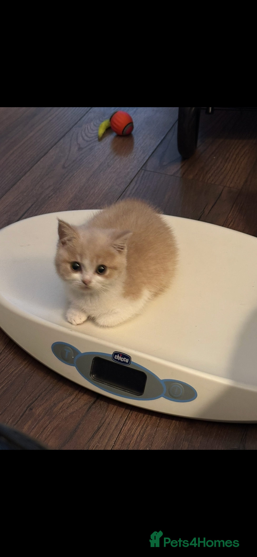 British Shorthair cats for sale: Ready now Female cream bicolour BSH - Advert 9