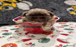 Shih Tzu dogs for sale: shih tzu F1 puppies  - Advert 12