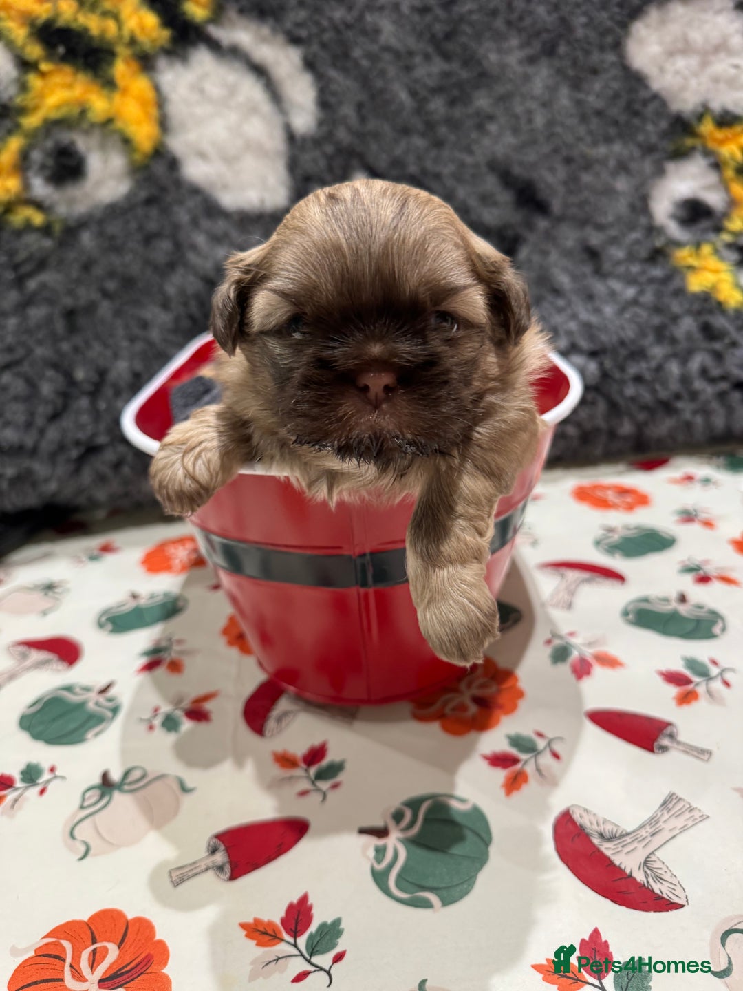 Shih Tzu dogs for sale: shih tzu F1 puppies  - Advert 12