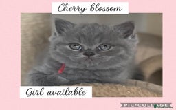 British Shorthair cats for sale: 🌸 Champion GCCF British Shorthair’s 🌸 - Image 11