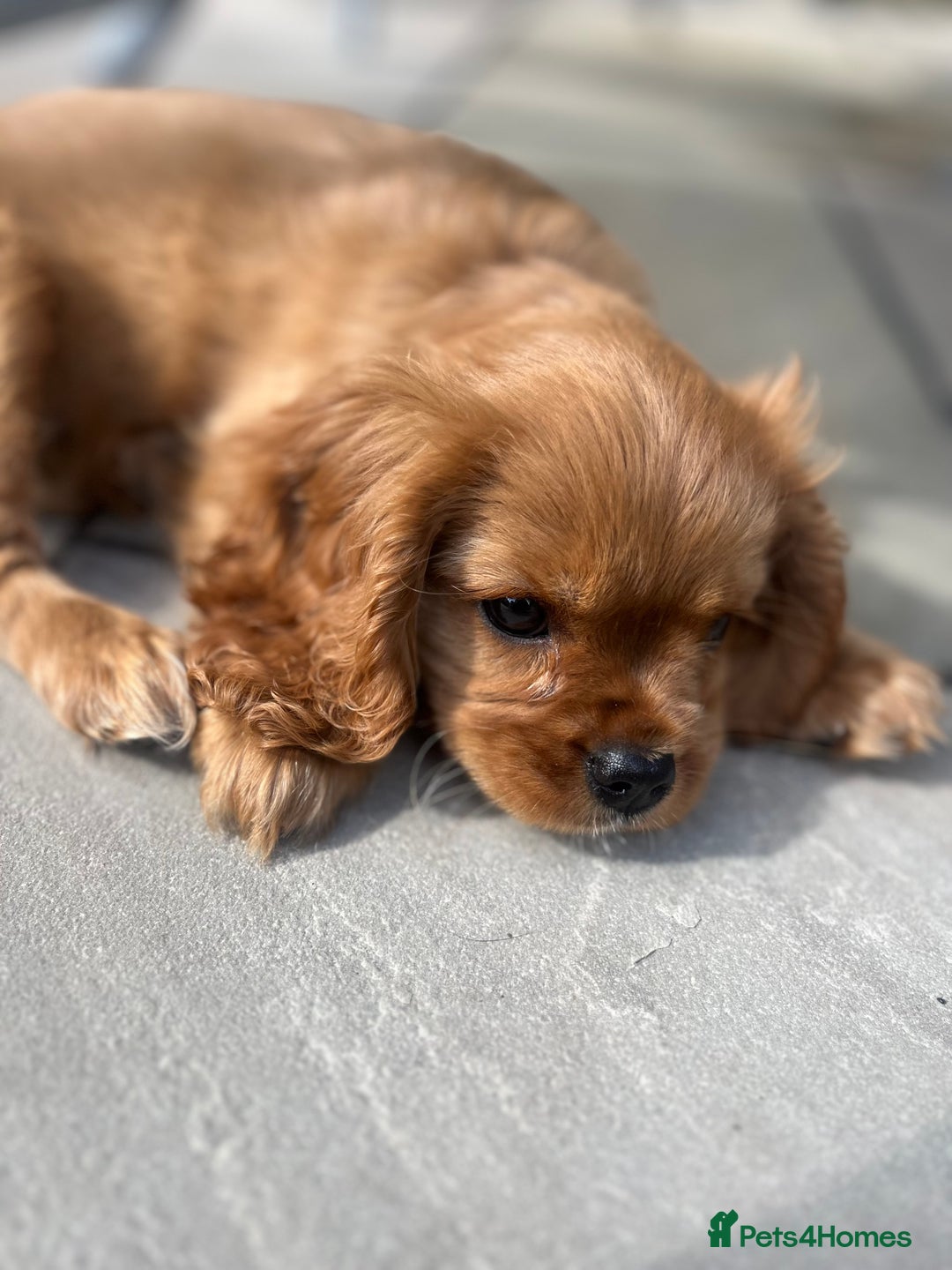 Cavalier King Charles Spaniel dogs for sale: KC cavalier King Charles dna clear  - Image 10
