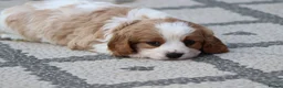 Cavachon dogs for sale: Beautiful Cavachon puppies for sale - Advert 25