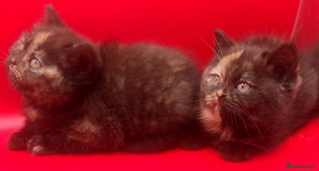 British Shorthair cats for sale: Beautiful  British Shorthair  - Advert 16