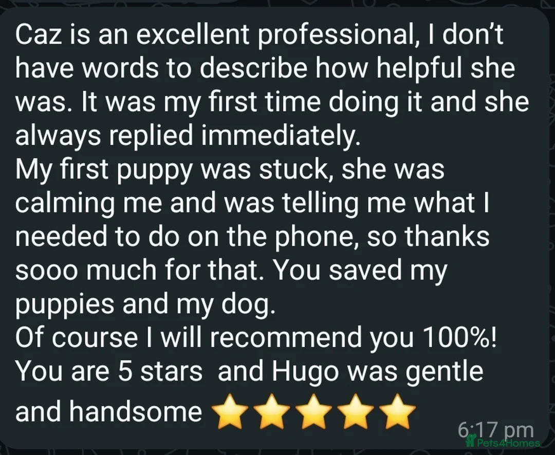 German Shepherd dogs for stud: Kc health tested solid isabella gsd in Bedford - Advert 22