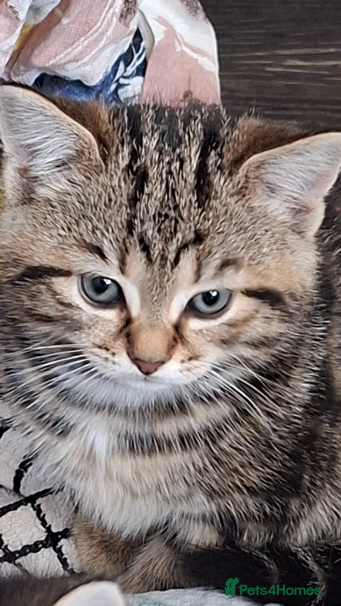 Mixed Breed cats Beautiful kittens for sale with stunning markings. - Advert 16