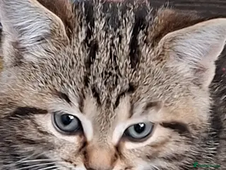 Mixed Breed cats Beautiful kittens for sale with stunning markings. - Advert 16