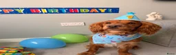 Cocker Spaniel dogs for sale: 1 year old working cocker spaniel  in Dalkeith - Advert 10