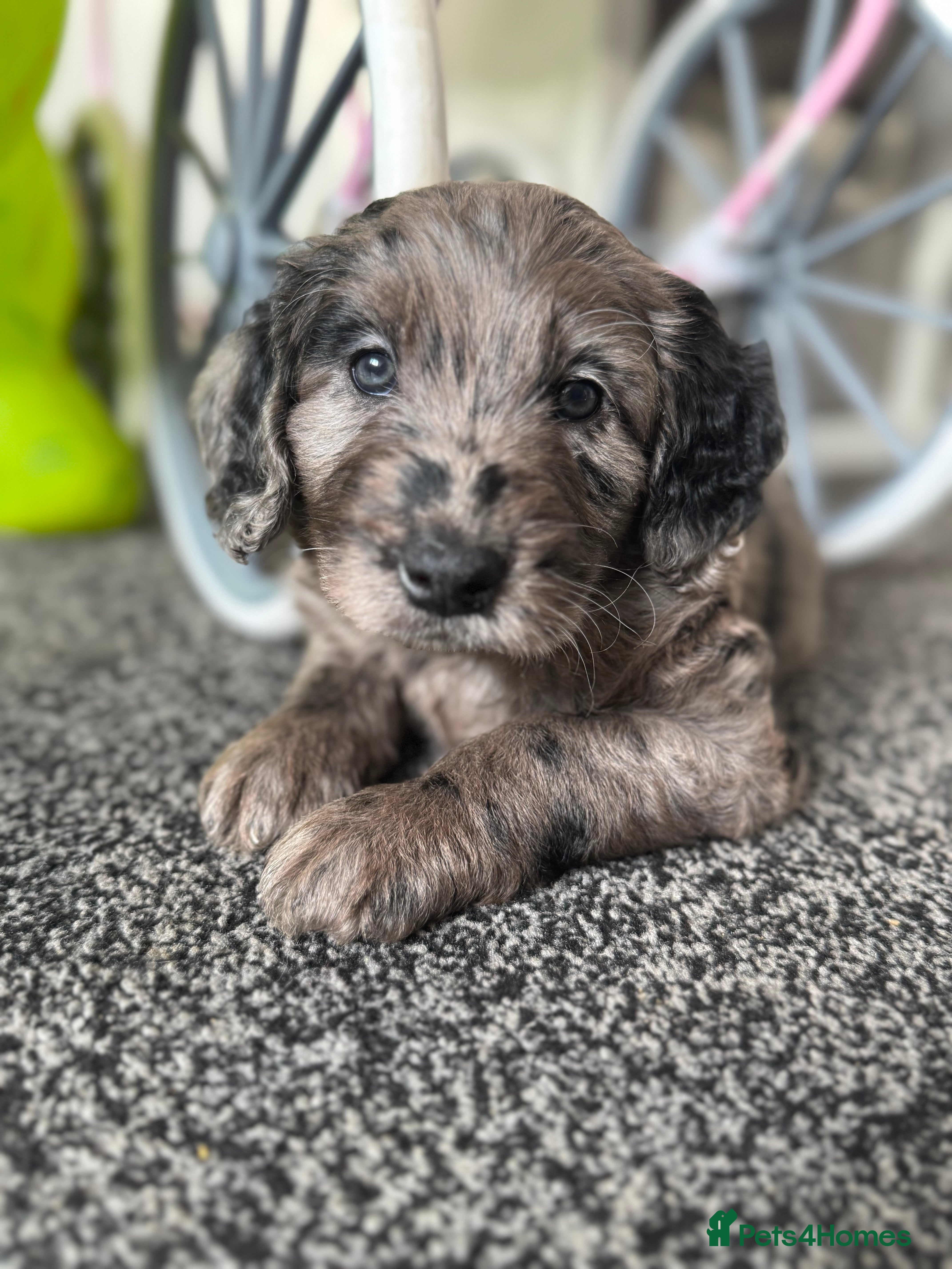 Labradoodle dogs Remaining boy Adorable Miniature Labradoodles left - Advert 3