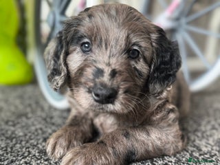 Labradoodle dogs Remaining boy Adorable Miniature Labradoodles left - Advert 3
