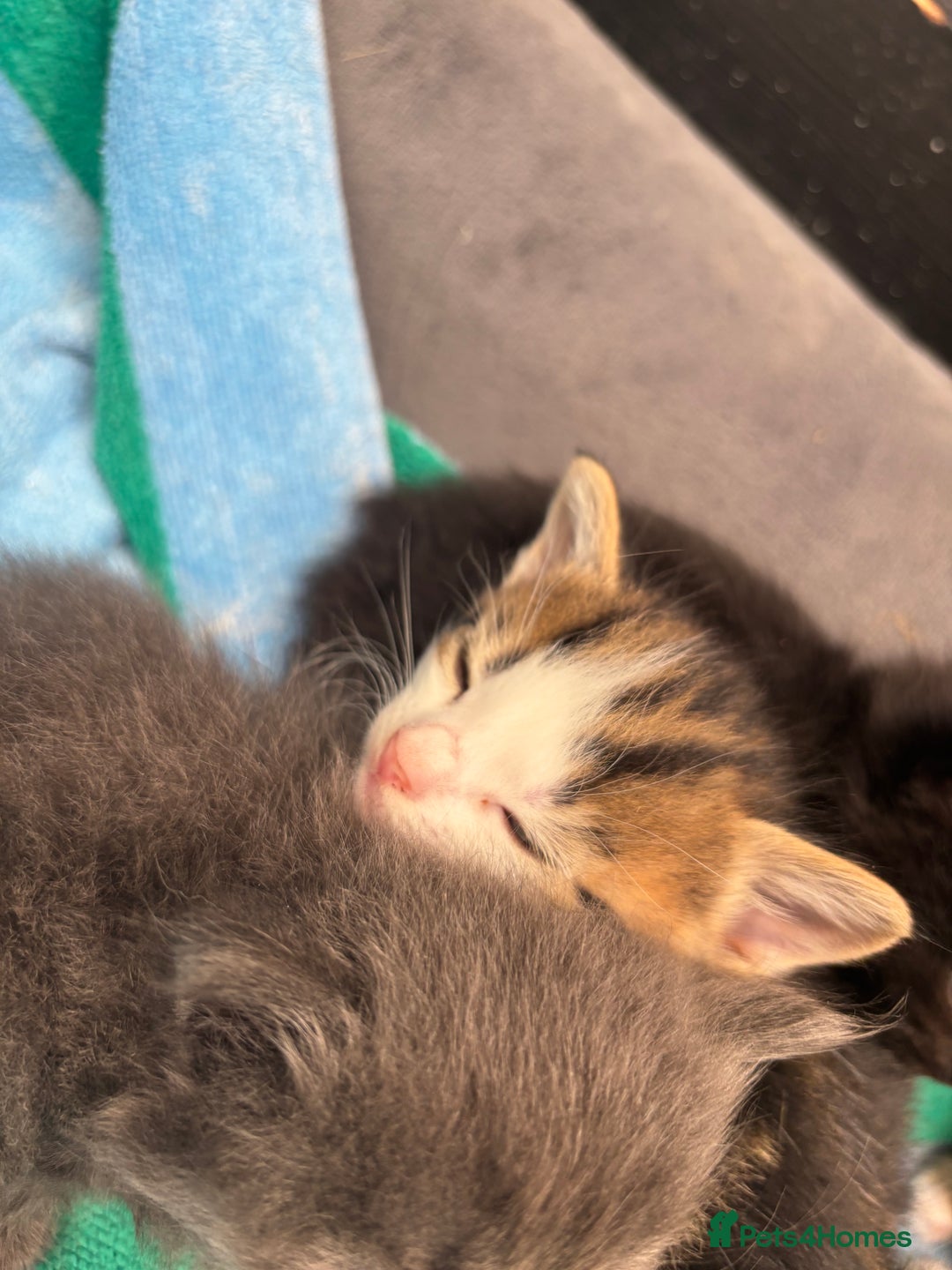 Mixed Breed cats for sale: Kittens  - Image 5