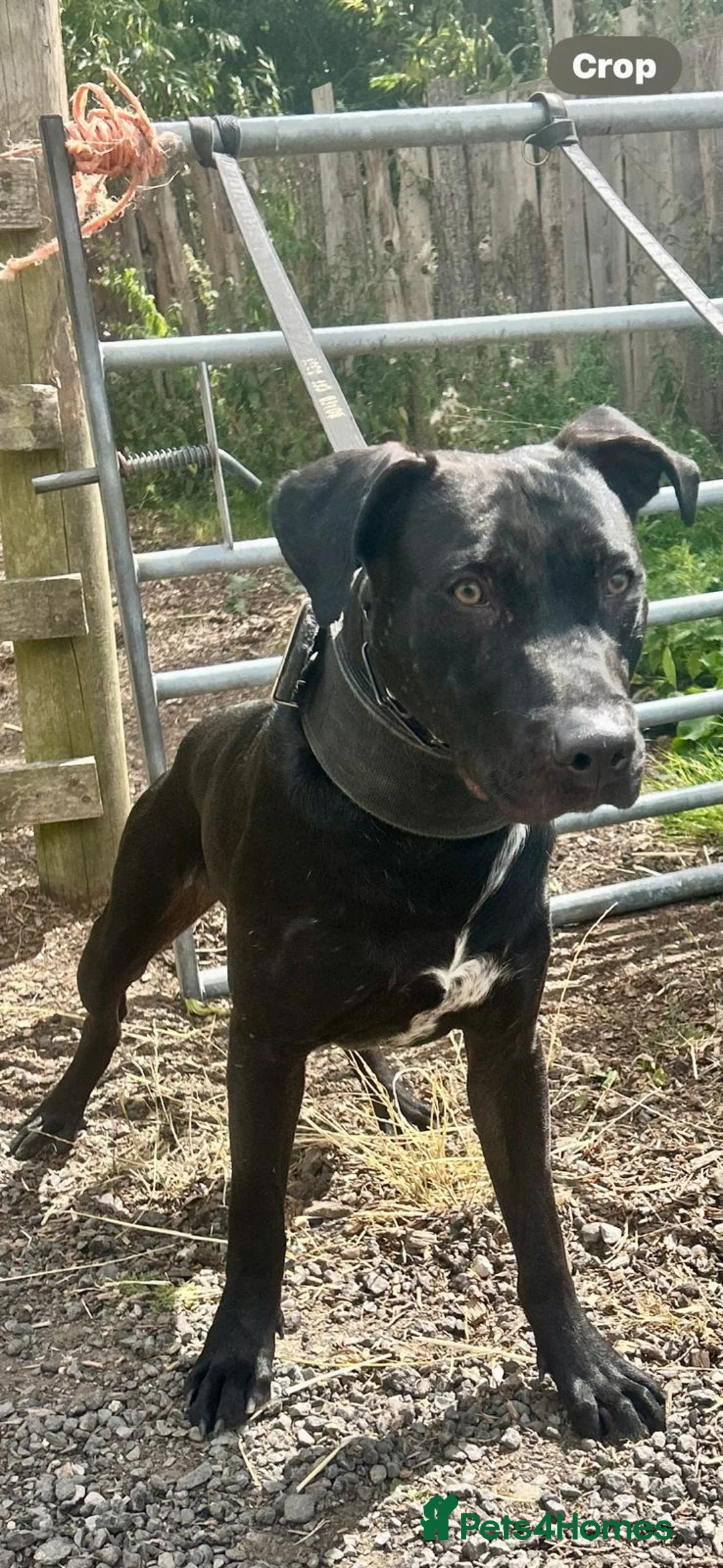 Mixed Breed dogs for sale: Mixed breed male dog 14 months - Advert 2