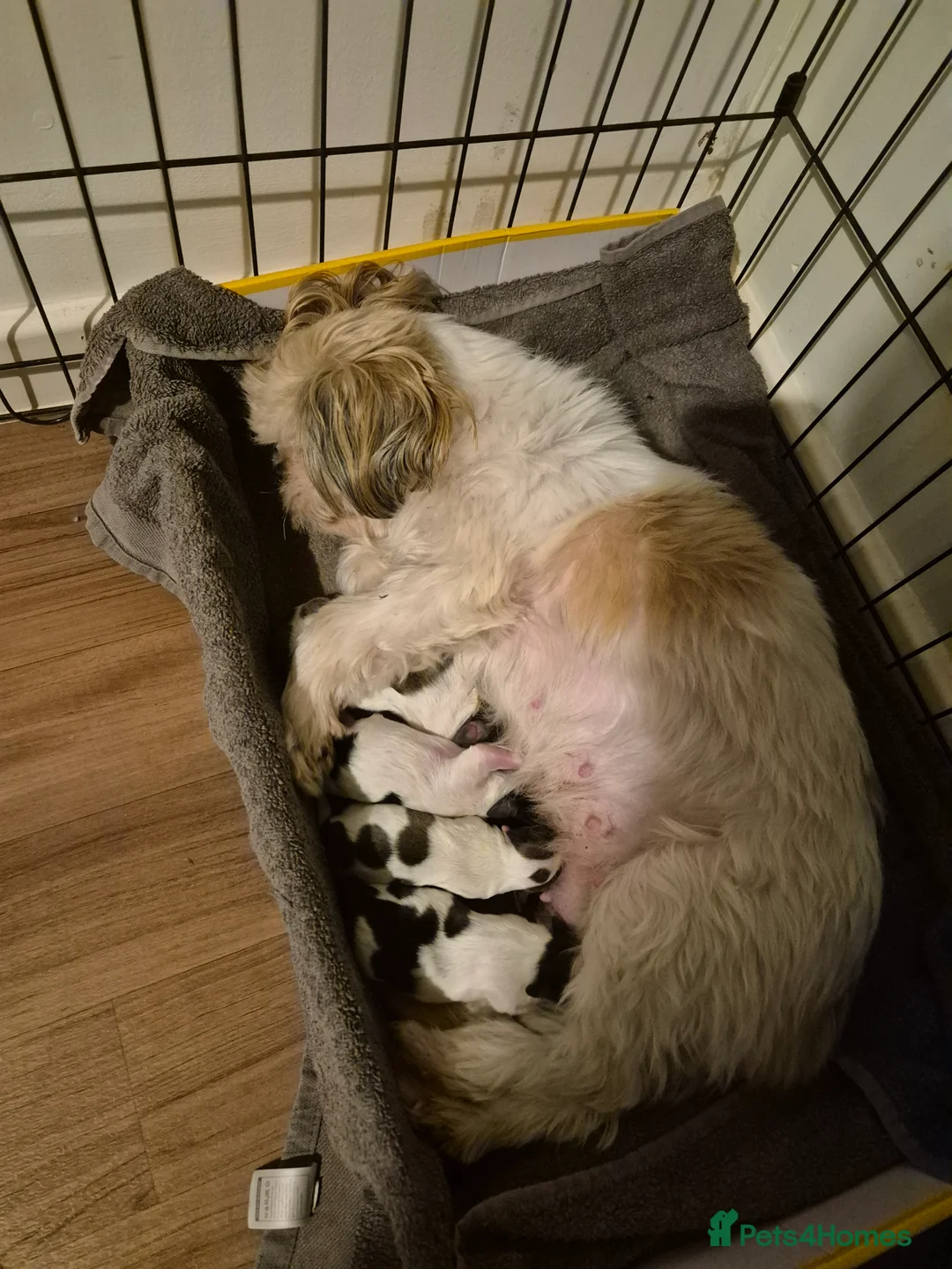 Shihpoo dogs for sale: Shihpoo puppies - Advert 10