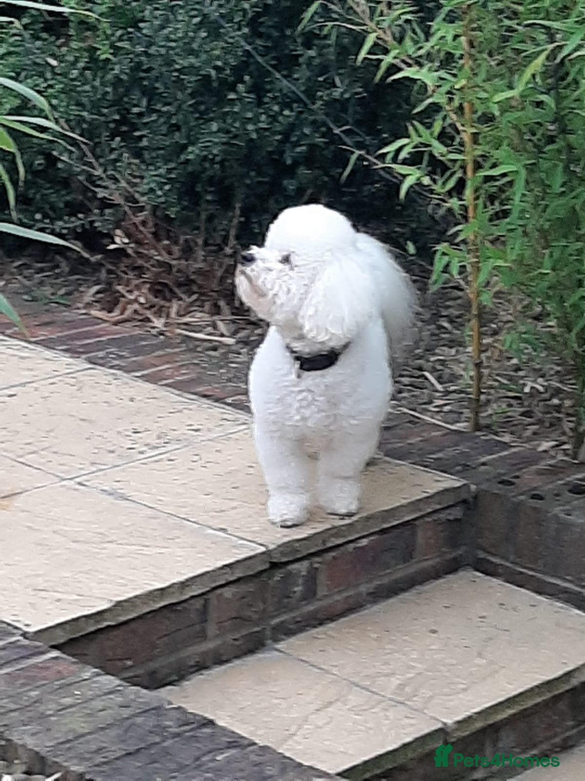 Bichon Frise dogs Dog for stud  pedigree bichon frise great dog in Newton Stewart - Advert 1