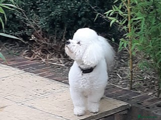 Bichon Frise dogs in Newton Stewart - Advert 10