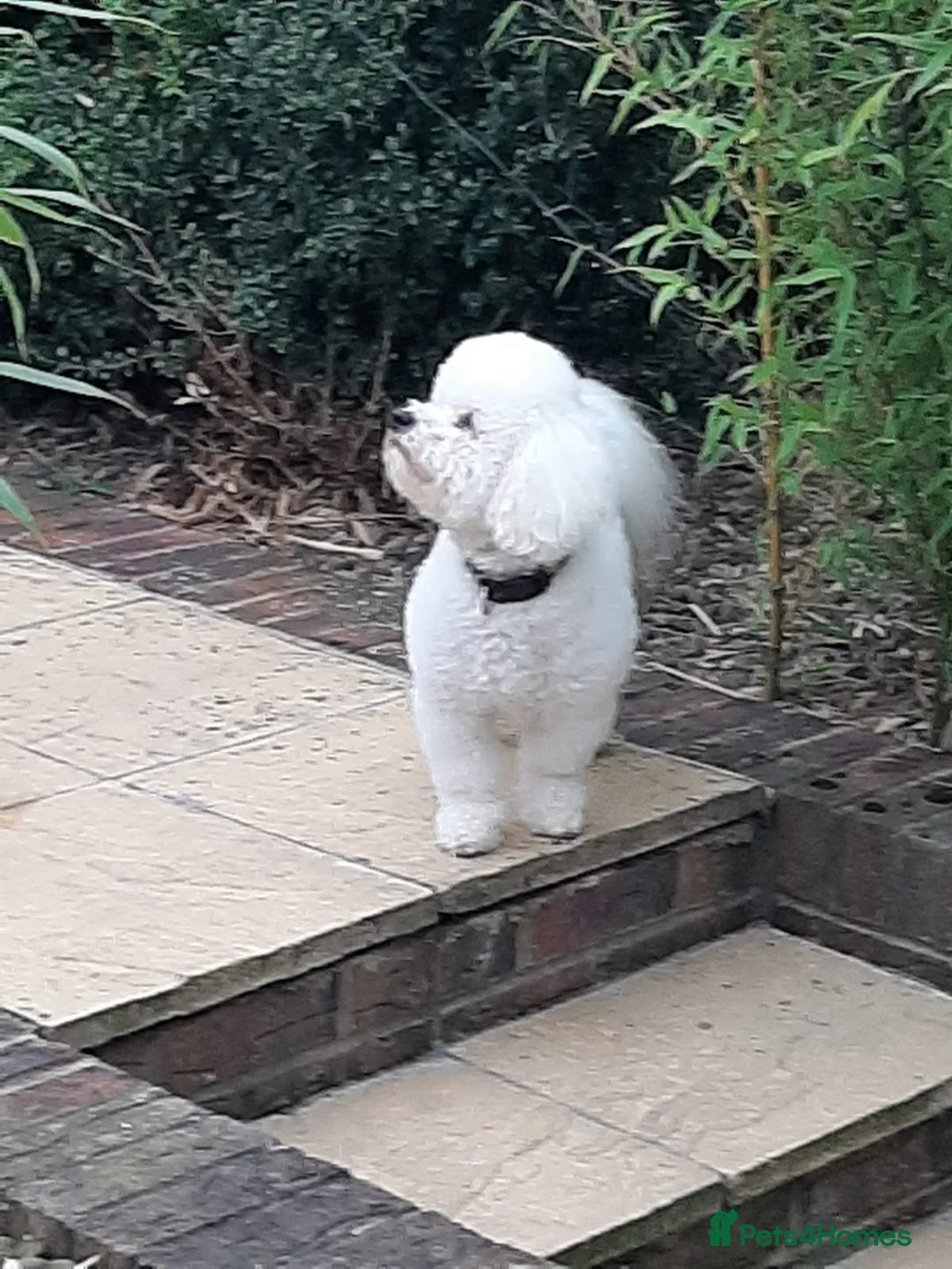 Bichon Frise dogs for stud: Dog for stud  pedigree bichon frise great dog in Newton Stewart - Advert 1